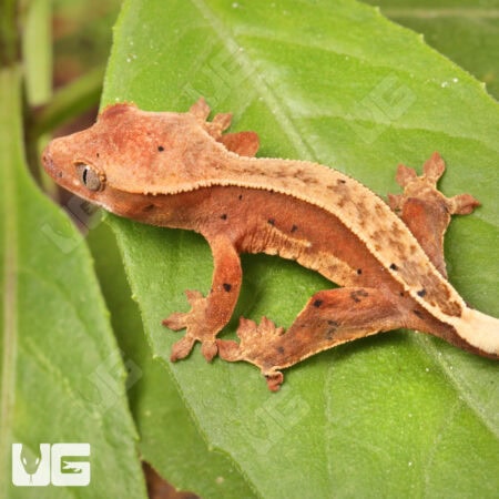 Baby Red Pinstripe Dalmatian Crested Gecko For Sale - Underground Reptiles