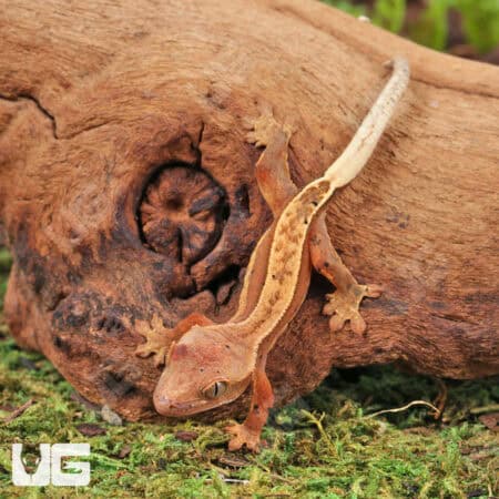 Baby Red Pinstripe Dalmatian Crested Gecko For Sale - Underground Reptiles