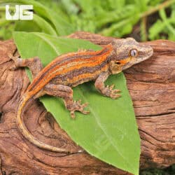 Baby Red Stripe Gargoyle Geckos (Rhacodactylus auriculatus) For Sale - Underground Reptiles