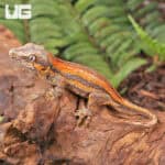 Baby Red Stripe Gargoyle Geckos (Rhacodactylus auriculatus) For Sale - Underground Reptiles