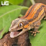 Baby Red Stripe Gargoyle Geckos (Rhacodactylus auriculatus) For Sale - Underground Reptiles