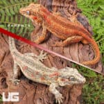 Baby Red Stripe Gargoyle Geckos (Rhacodactylus auriculatus) For Sale - Underground Reptiles