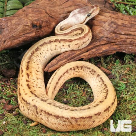 Baby Spot Leopard Lemonblast Ball Pythons For Sale - Underground Reptiles