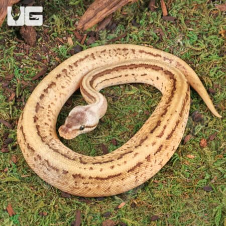 Baby Spot Leopard Lemonblast Ball Pythons For Sale - Underground Reptiles