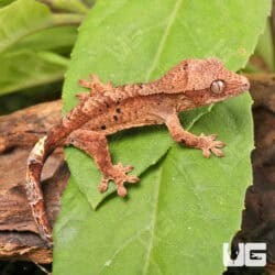 Baby Super Dalmatian Crested Geckos For Sale - Underground Reptiles