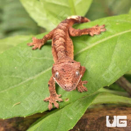 Baby Super Dalmatian Crested Geckos For Sale - Underground Reptiles