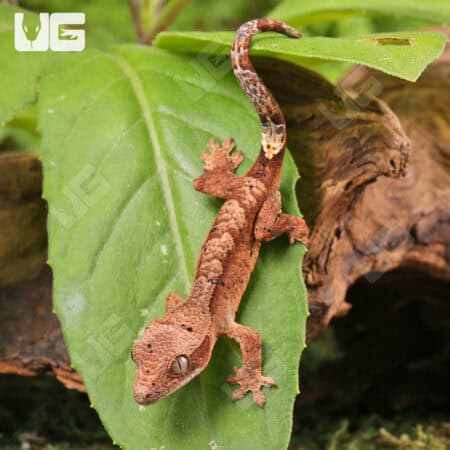 Baby Super Dalmatian Crested Geckos For Sale - Underground Reptiles