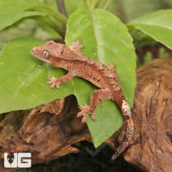 Baby Super Dalmatian Crested Geckos For Sale - Underground Reptiles