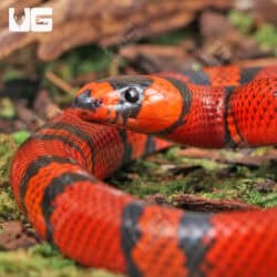 Baby Tangerine Honduran Milksnakes (Lampropeltis triangulum hondurensis) For Sale - Underground Reptiles