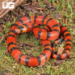 Baby Tangerine Honduran Milksnakes (Lampropeltis triangulum hondurensis) For Sale - Underground Reptiles