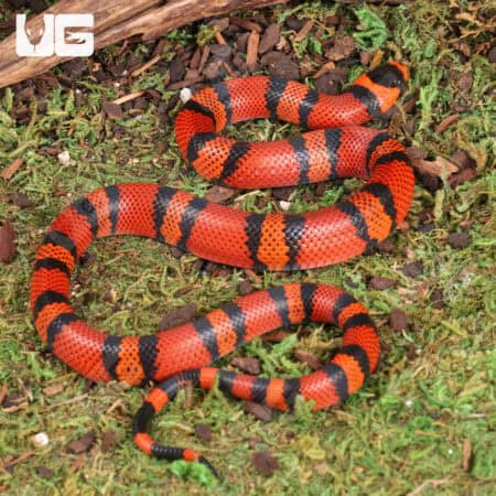 Baby Tangerine Honduran Milksnakes (Lampropeltis triangulum hondurensis) For Sale - Underground Reptiles