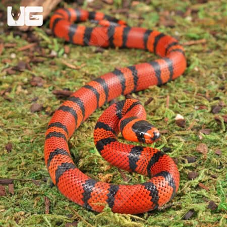 Baby Tangerine Honduran Milksnakes (Lampropeltis triangulum hondurensis) For Sale - Underground Reptiles