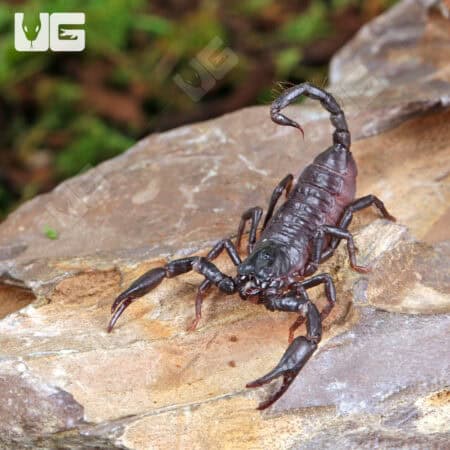 Baby Thai Forest Scorpions For Sale - Underground Reptiles