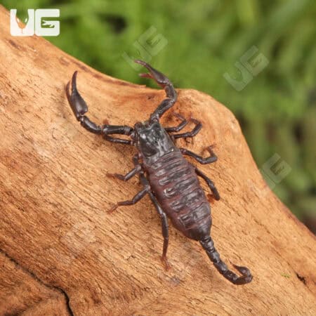 Baby Thai Forest Scorpions For Sale - Underground Reptiles
