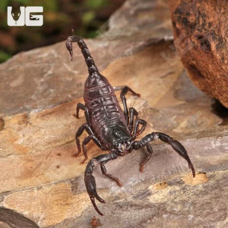 Baby Thai Forest Scorpions For Sale - Underground Reptiles