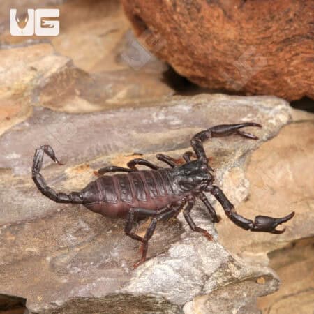 Baby Thai Forest Scorpions For Sale - Underground Reptiles