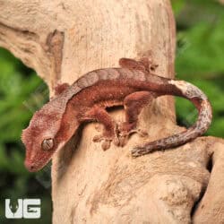 Baby Tiger Harlequin Crested Geckos For Sale - Underground Reptiles