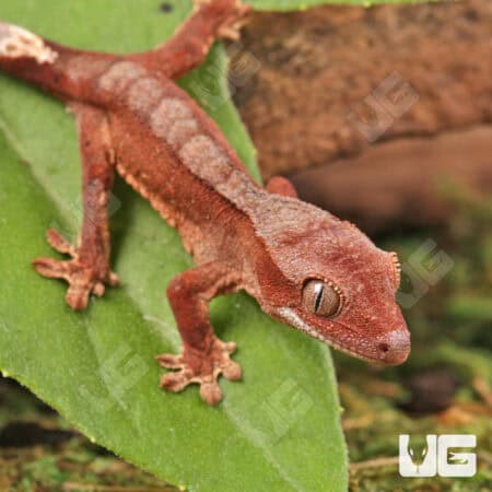 Baby Tiger Harlequin Crested Geckos For Sale - Underground Reptiles
