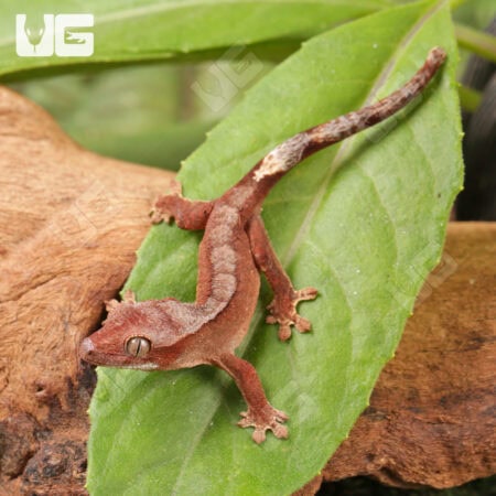 Baby Tiger Harlequin Crested Geckos For Sale - Underground Reptiles