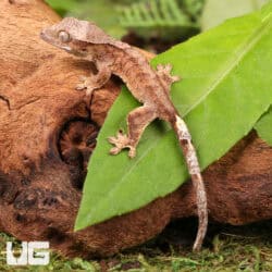 Baby Tiger Crested Gecko For Sale - Underground Reptiles