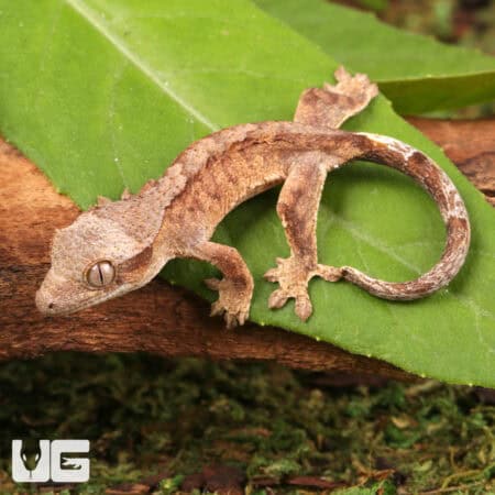 Baby Tiger Crested Gecko For Sale - Underground Reptiles