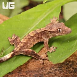 Baby Tiger Crested Gecko For Sale - Underground Reptiles