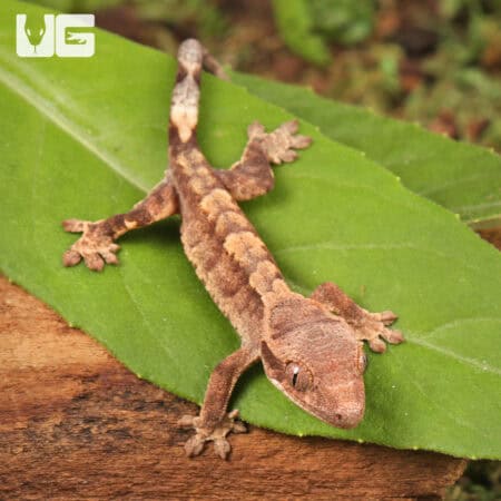 Baby Tiger Crested Gecko For Sale - Underground Reptiles