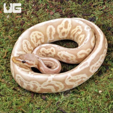 Banana Mojave Ball Python For Sale - Underground Reptiles
