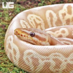 Banana Mojave Ball Python For Sale - Underground Reptiles