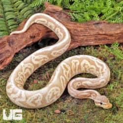 Banana Mojave Ball Python For Sale - Underground Reptiles