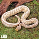 Banana Mojave Ball Python For Sale - Underground Reptiles