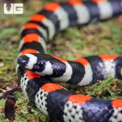 Black Banded Snake For Sale - Underground Reptiles