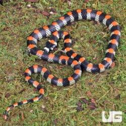 Black Banded Snake For Sale - Underground Reptiles