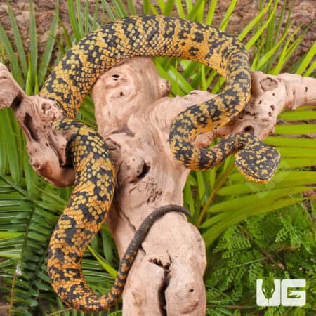 Adult female Black and Yellow Sulawesi Wagler's Viper on a branch with green foliage.