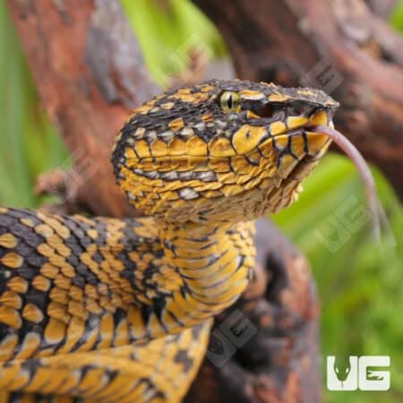 Sulawesi Wagler’s Vipers (Tropidolaemus wagleri) For Sale - Underground Reptiles