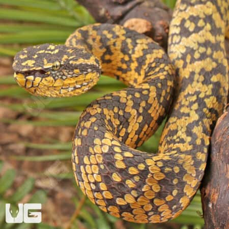 Sulawesi Wagler’s Vipers (Tropidolaemus wagleri) For Sale - Underground Reptiles
