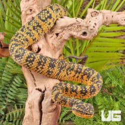 Sulawesi Wagler’s Vipers (Tropidolaemus wagleri) For Sale - Underground Reptiles