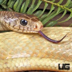 Blonde Indo-Chinese Rat Snakes for sale - Underground Reptiles