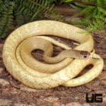 Blonde Indo-Chinese Rat Snakes for sale - Underground Reptiles