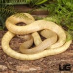 Blonde Indo-Chinese Rat Snakes for sale - Underground Reptiles