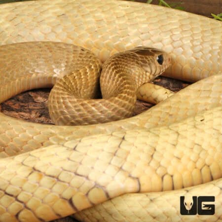 Blonde Indo-Chinese Rat Snakes for sale - Underground Reptiles