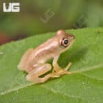 Blue Back Reed Frog (Hyperolius Sp) For Sale - Underground Reptiles