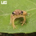 Blue Back Reed Frog (Hyperolius Sp) For Sale - Underground Reptiles