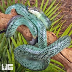 Blue Red Tail Green Ratsnake For Sale - Underground Reptiles