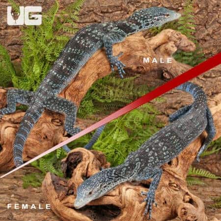 Blue Tree Monitors For Sale - Underground Reptiles