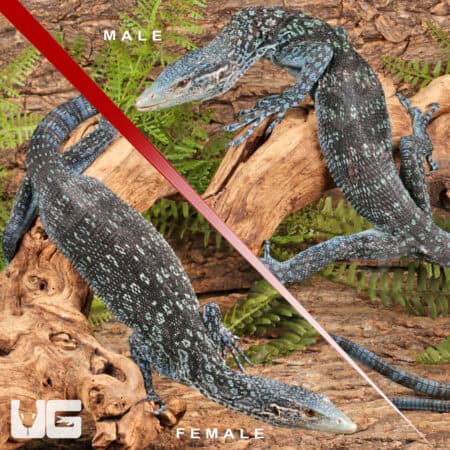 Blue Tree Monitors For Sale - Underground Reptiles