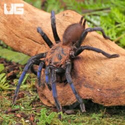 Borneo Neon Blue Leg Tarantulas For Sale - Underground Reptiles