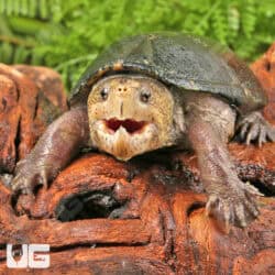 Florida Mud Turtles (Kinosternon steindachneri) For Sale - Underground Reptiles