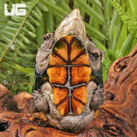 Florida Mud Turtles (Kinosternon steindachneri) For Sale - Underground Reptiles