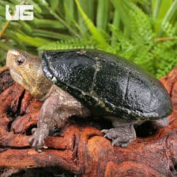 Florida Mud Turtles (Kinosternon steindachneri) For Sale - Underground Reptiles